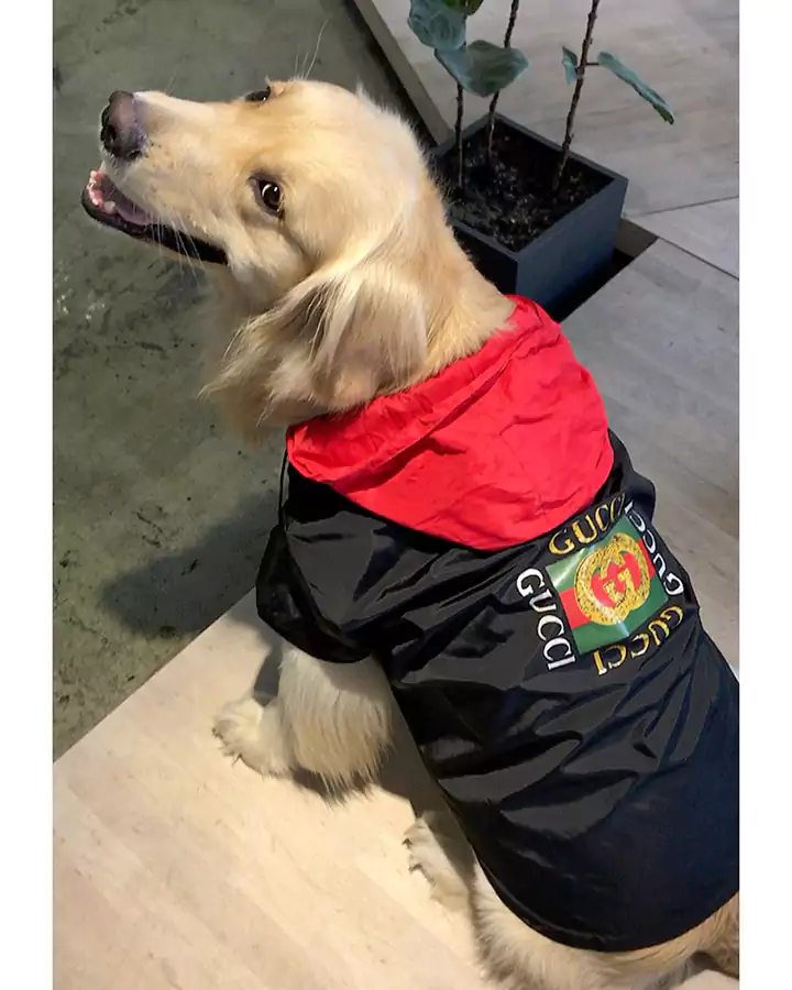 GUCCI 飼い主様用 ペット用服